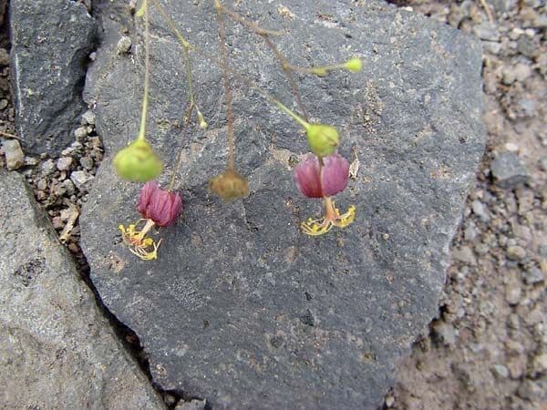 Sidastrum paniculatum 3