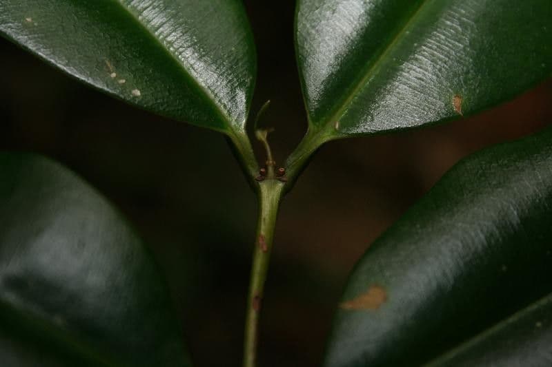 Qualea 3