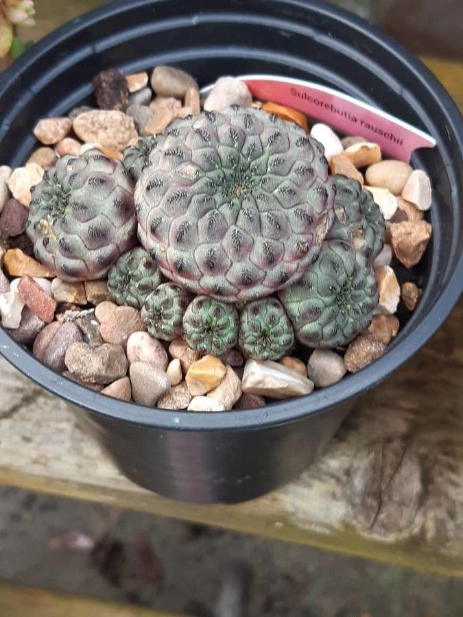 Copiapoa 9