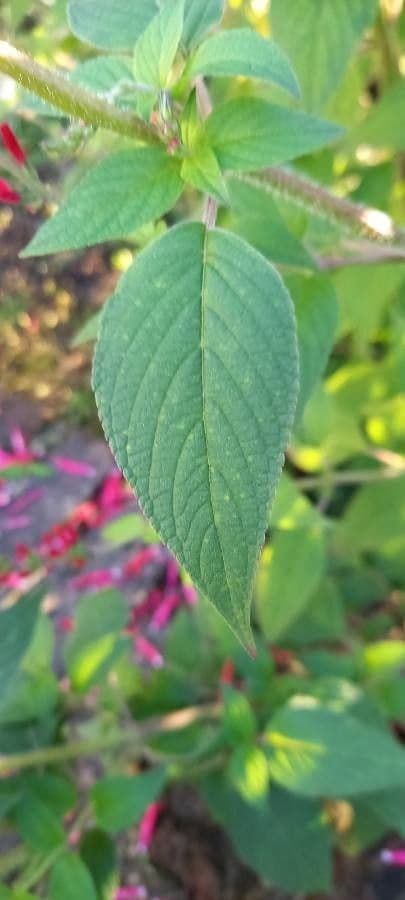 Salvia ananas 13