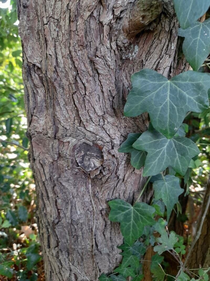 Ribes aureo 22