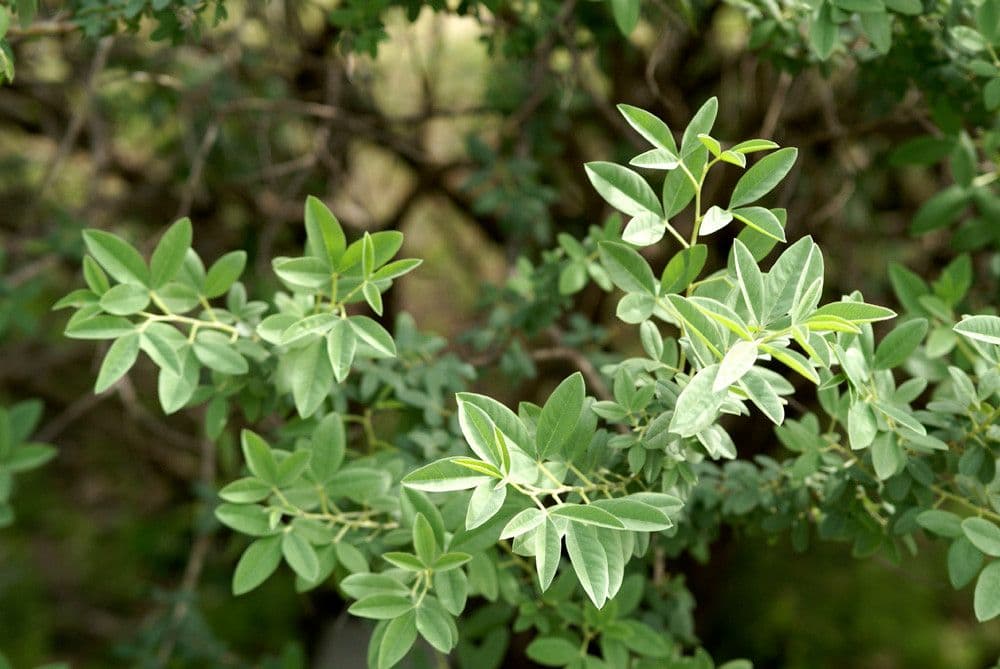 Anagyris fetida 12