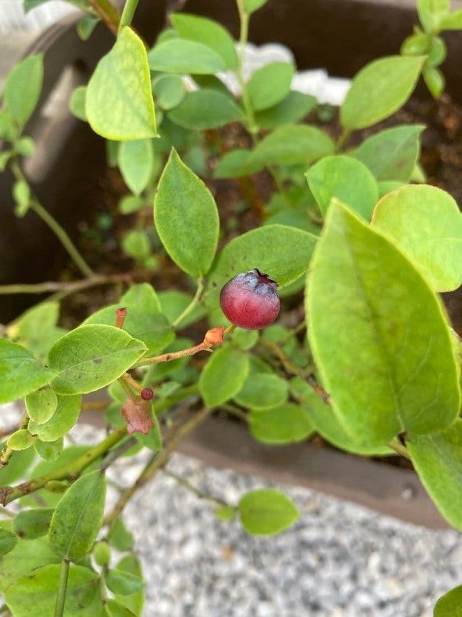 Südliche Blaubeere 4