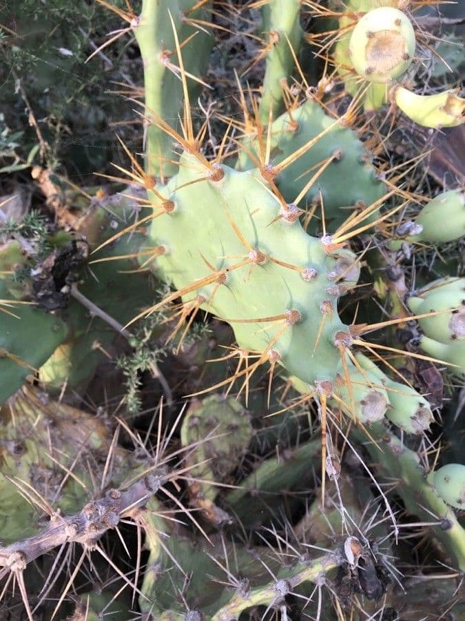 Erect prickly-pear 17