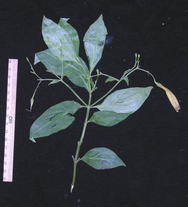 Lisianthius 6