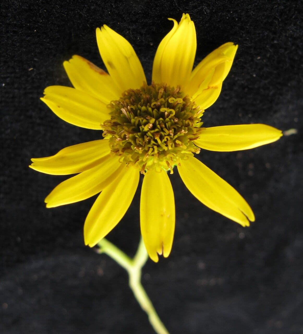 Senecio 4
