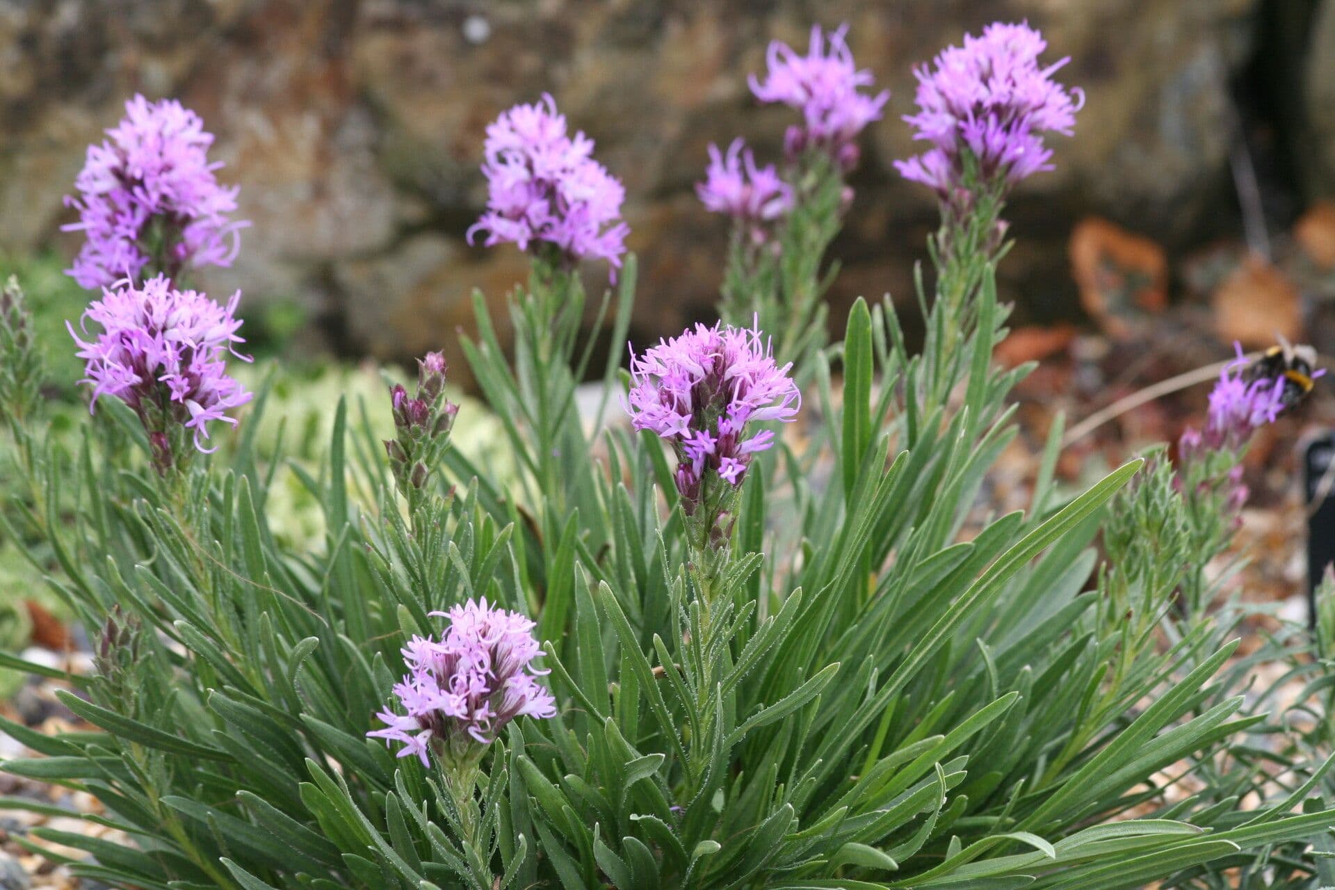 Liatris punctata 10