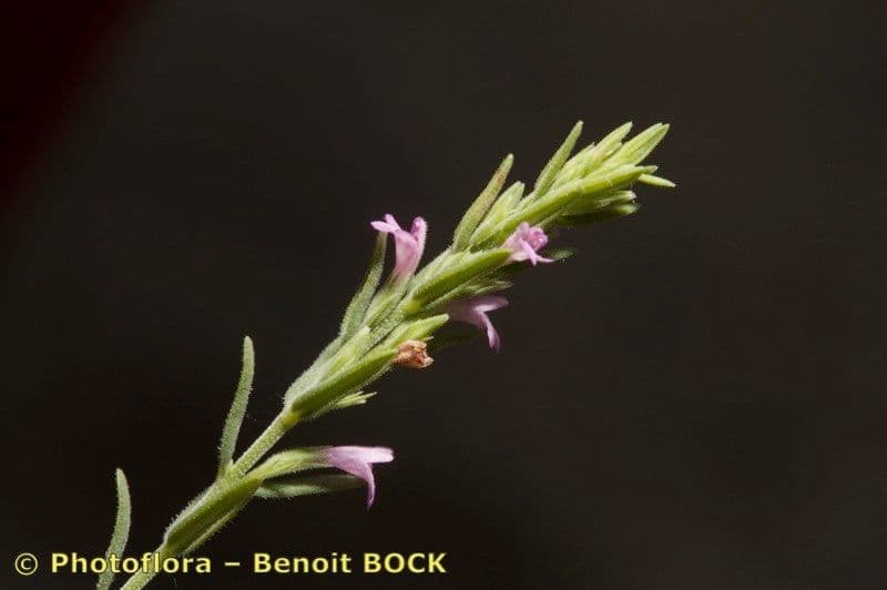 Savorella juliana 19