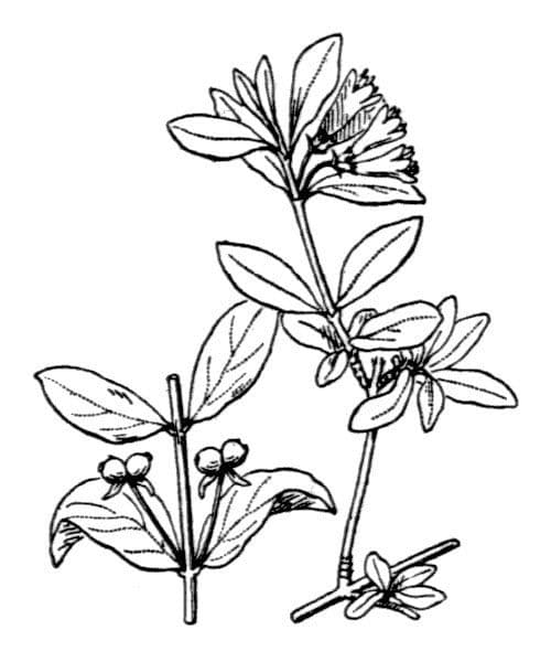 Caprifoglio pirenaico 29