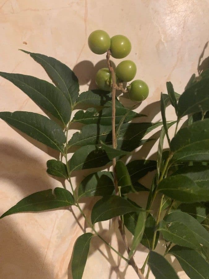 Seifenbaum