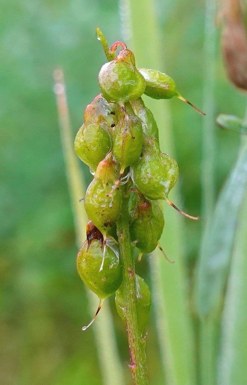 Meliloto elevado 3