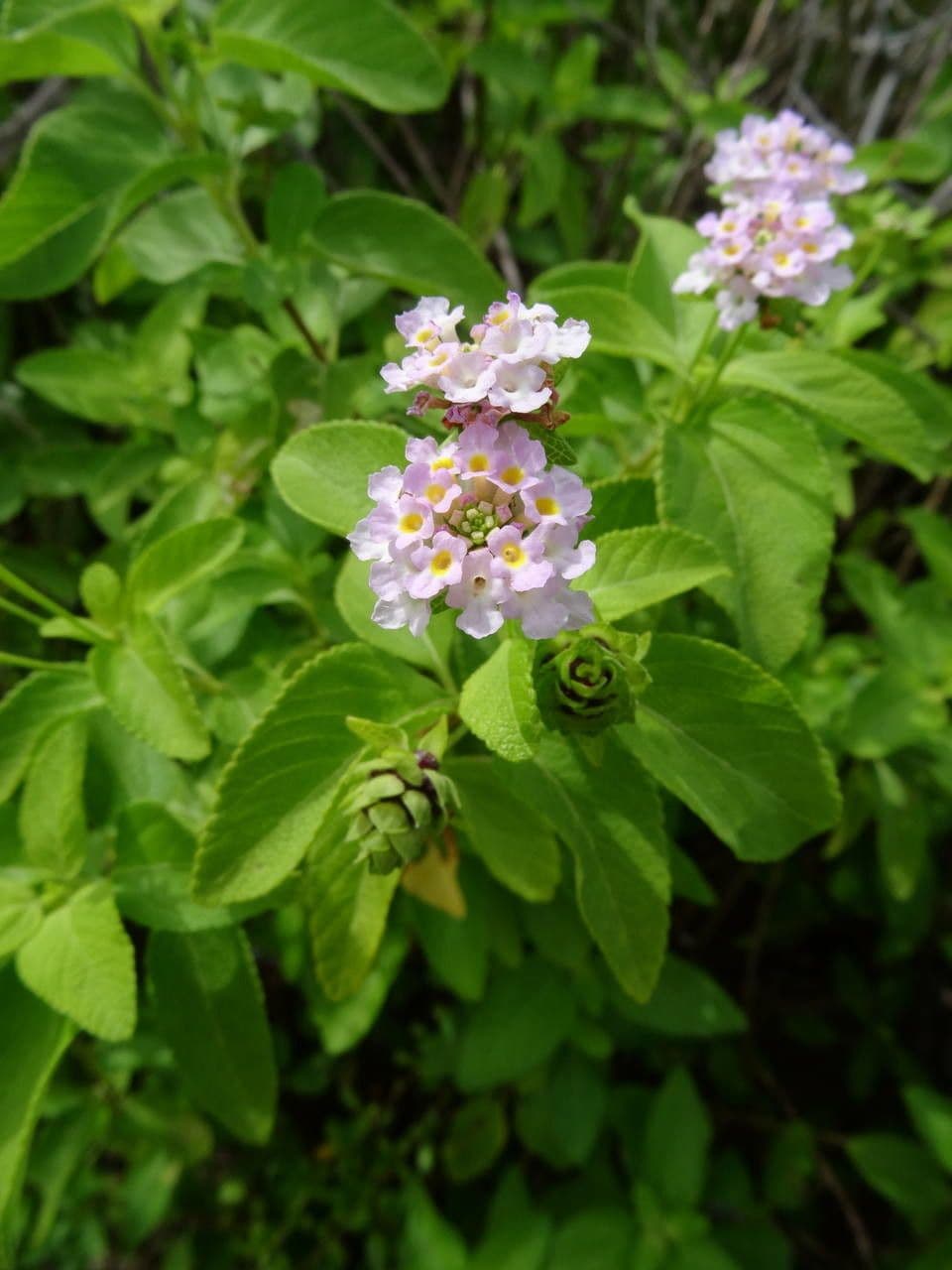 Lantana 4