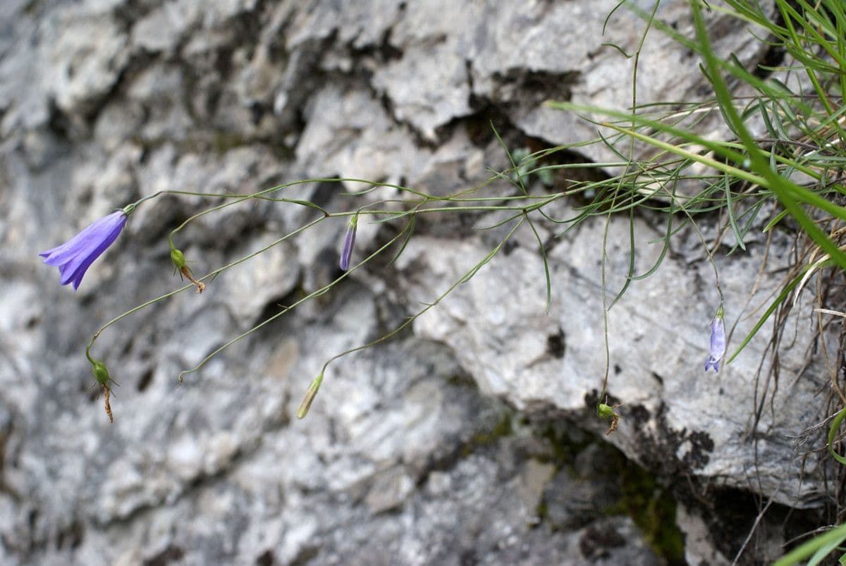 Campanula stenocodon 11