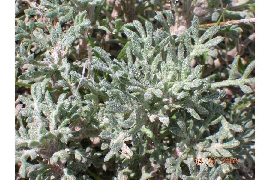 Ipomopsis congesta 11