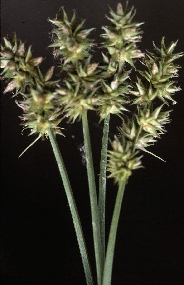 Fuchs-Segge 3