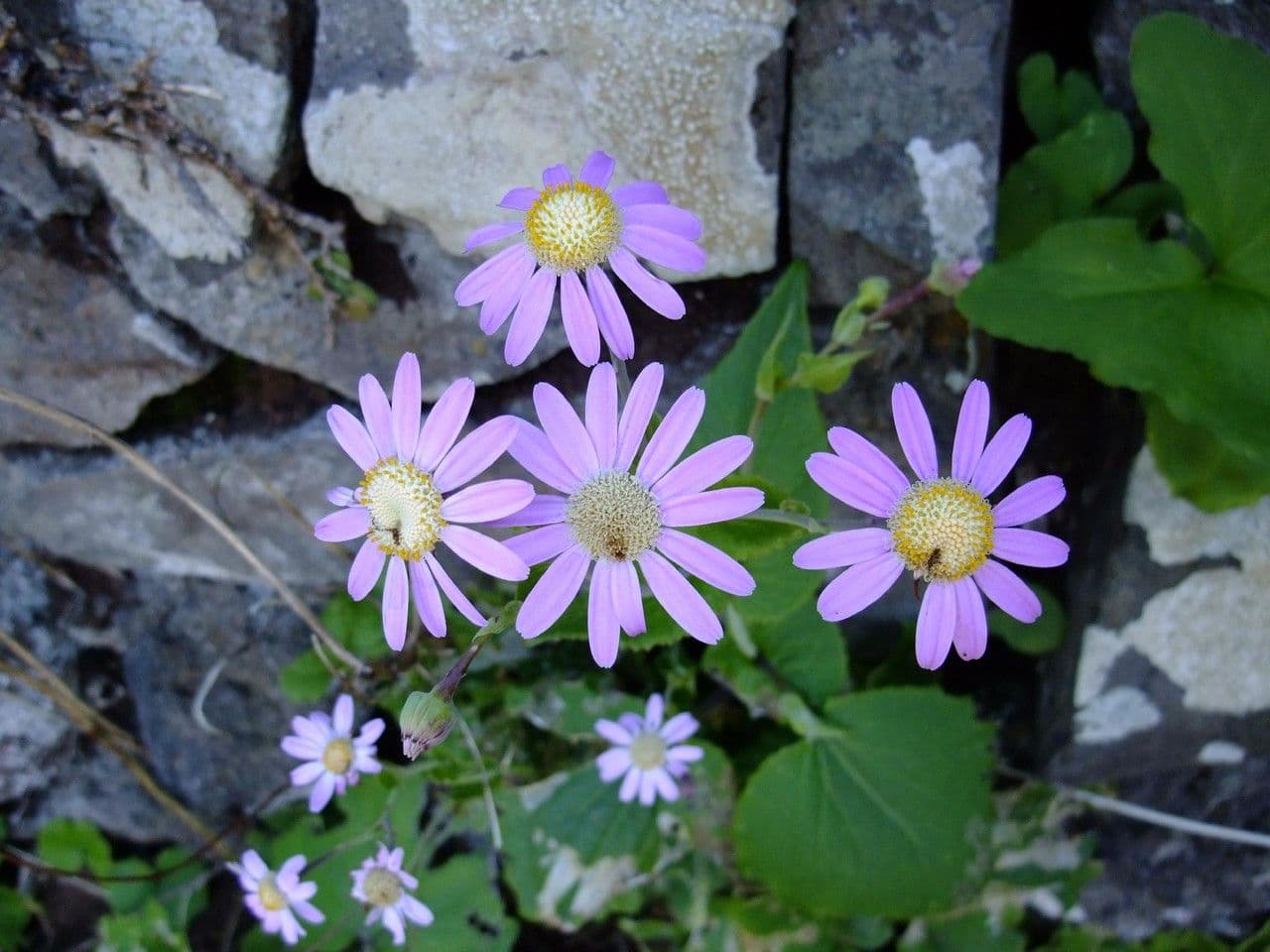 Pericallis 7