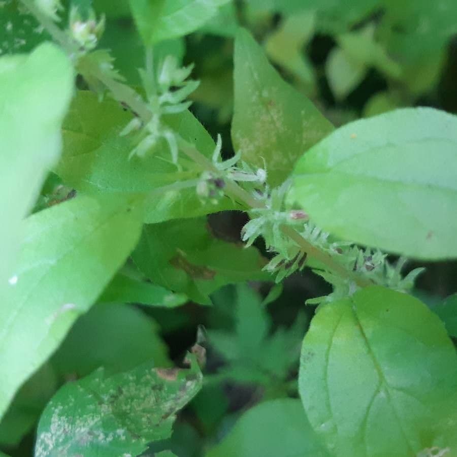 Parietaria pensilvanica 6