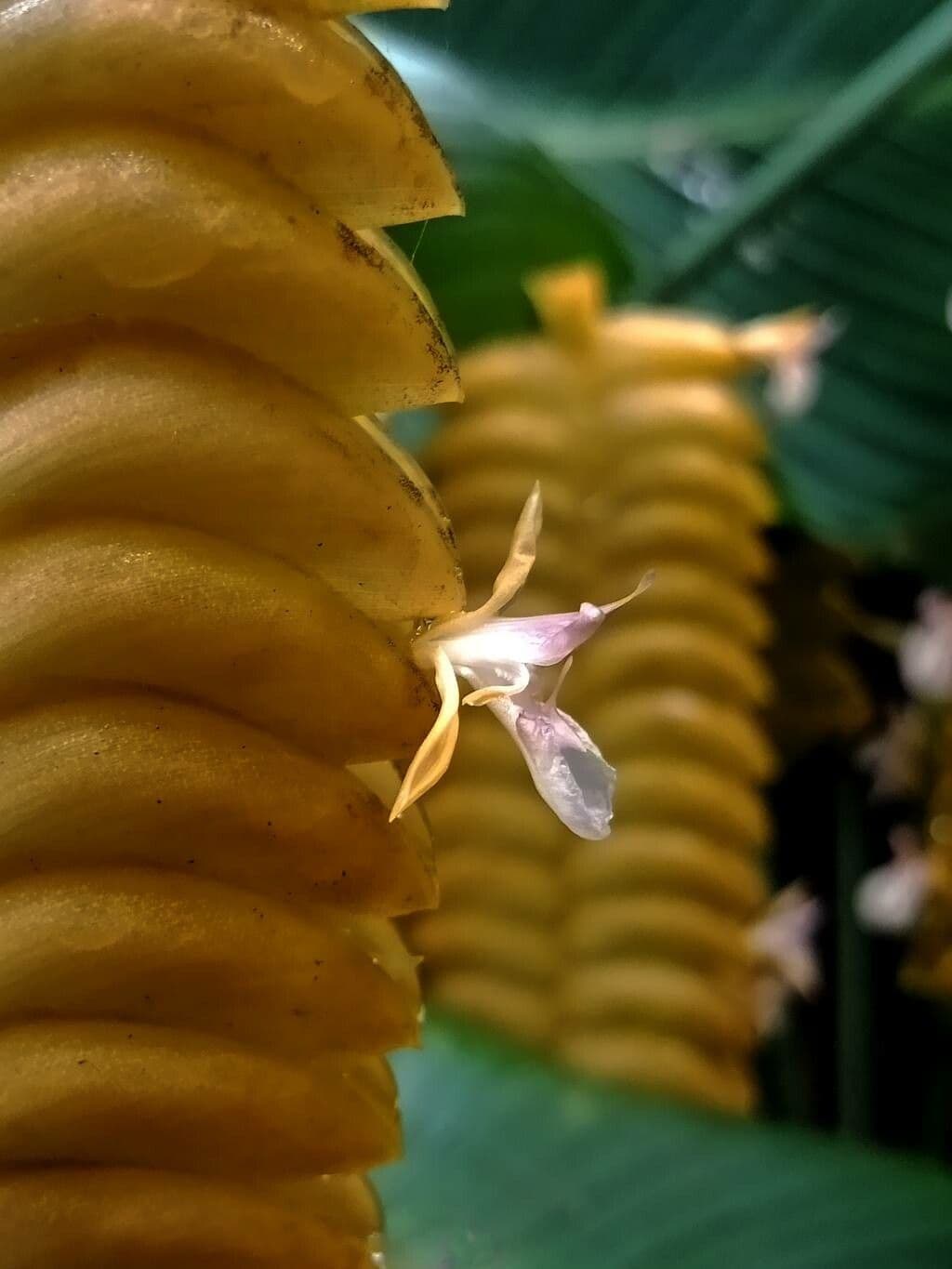Marantka 5