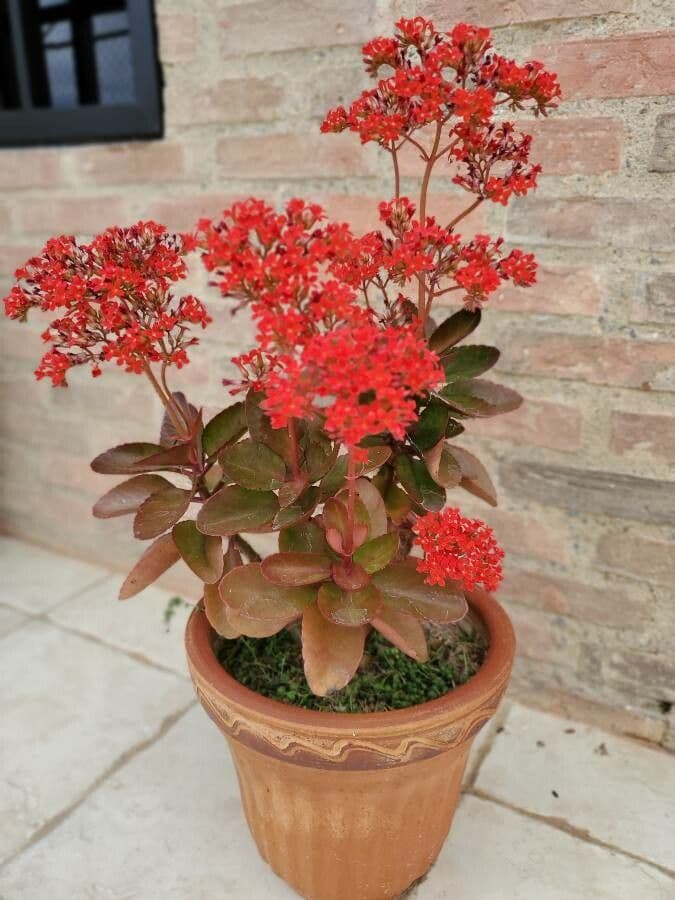 Kalanchoe 5