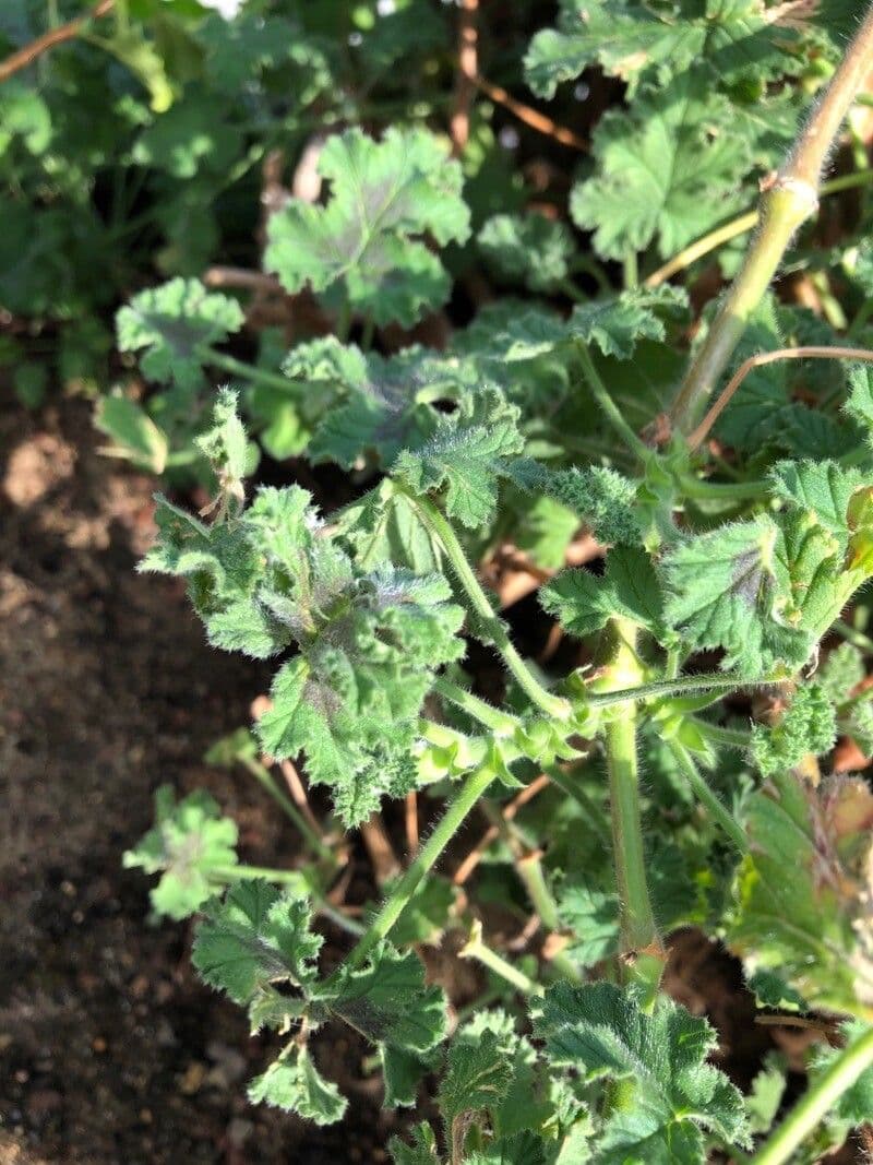 Geranio capitatum 9