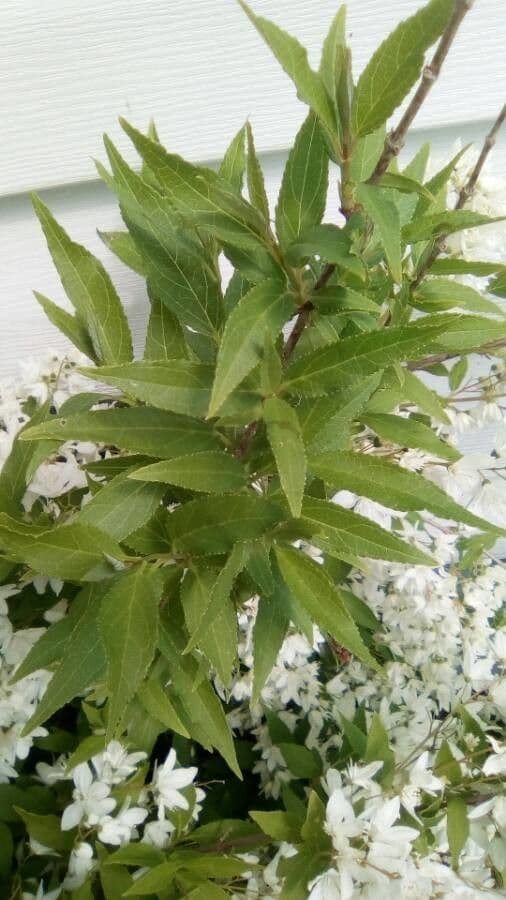 Deutzia gracilis 16