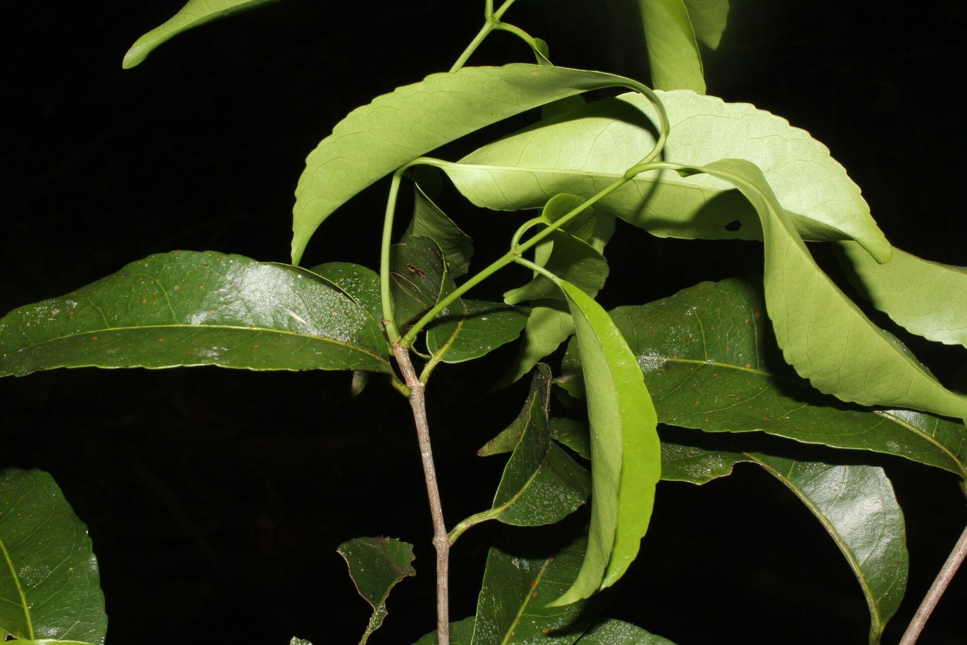 Hippocratea 22