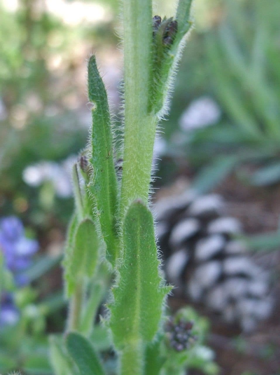 Arabetta irsuta 25