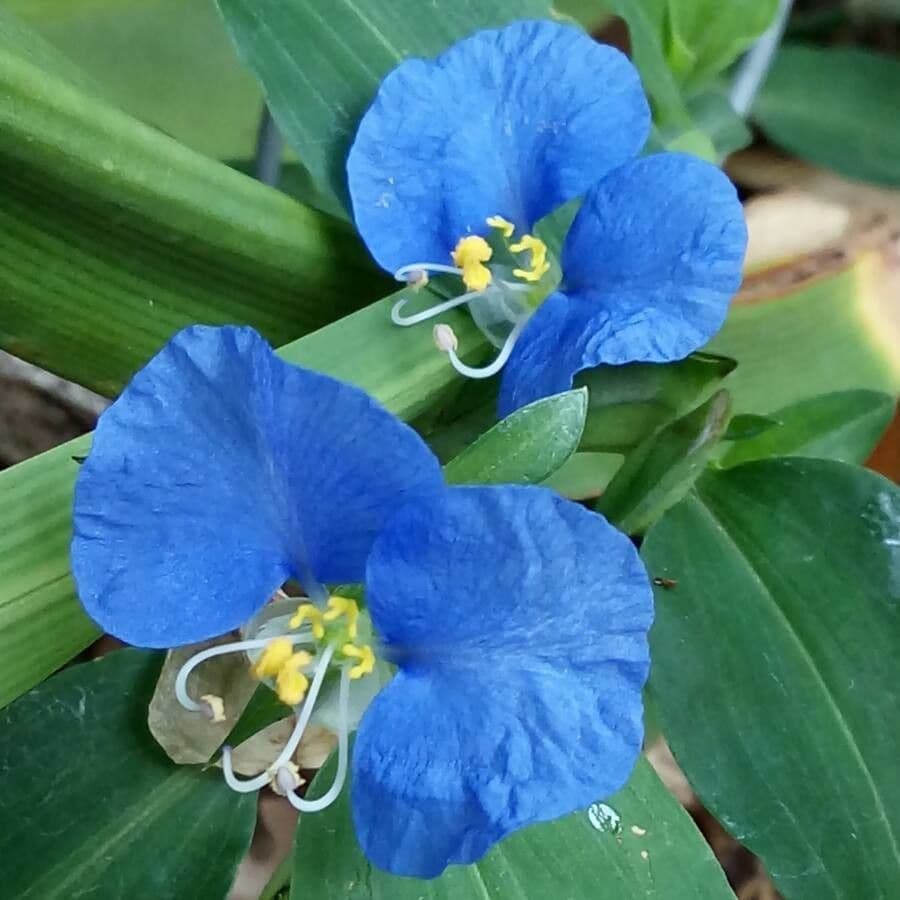 Flor de día 10