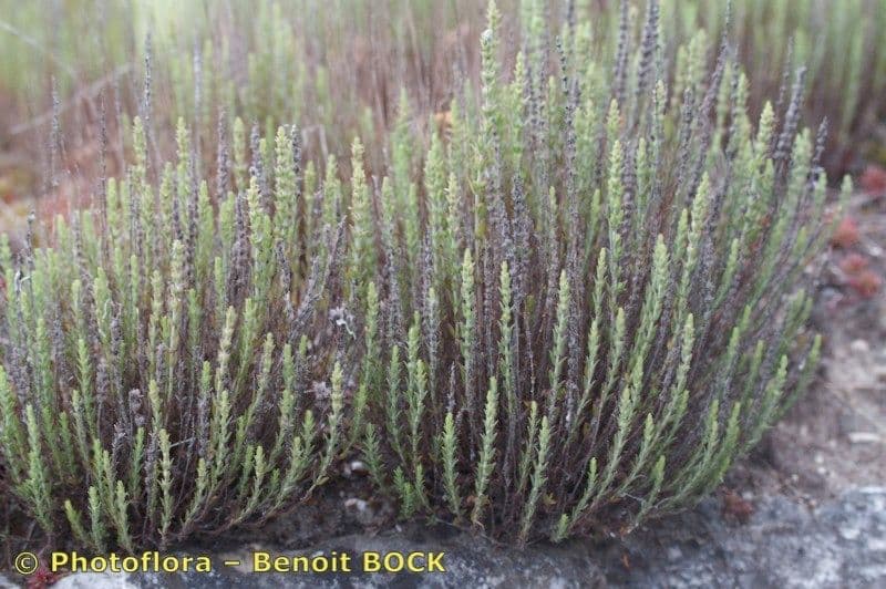 Savorella juliana 10