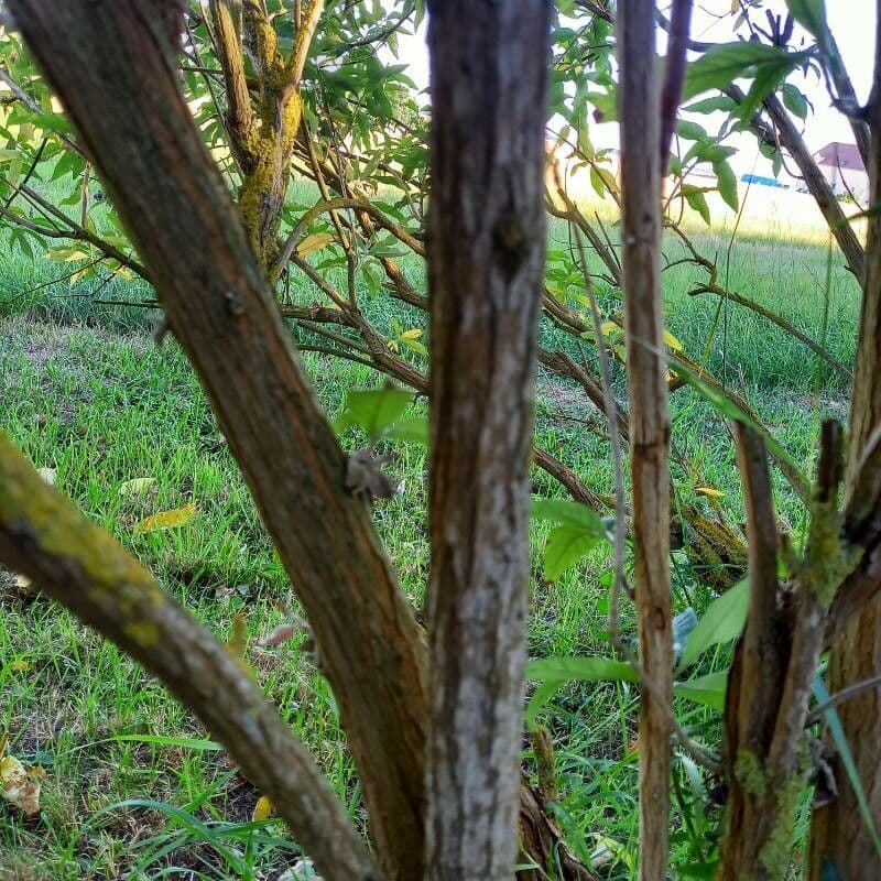 Buddleja di David 21