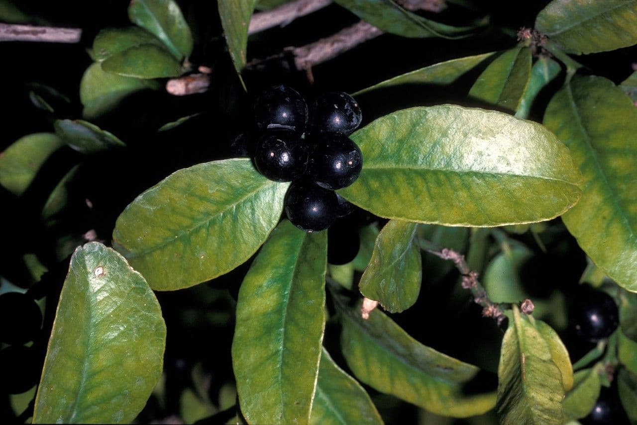 Atalantia 2