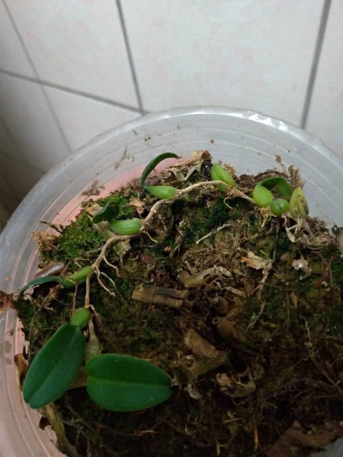 Bulbophyllum 13