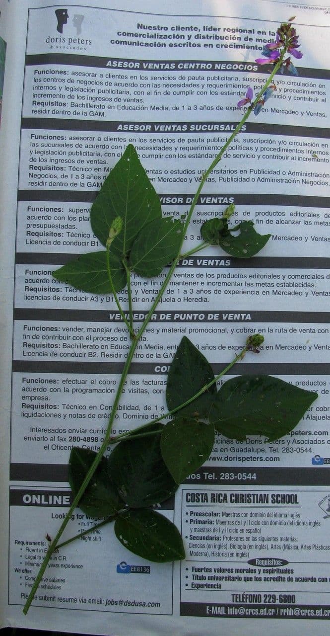 Desmodium 20