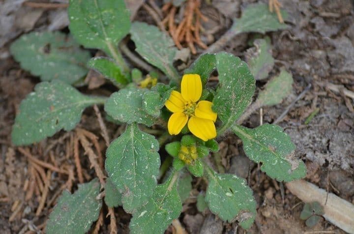 Chrysogonum 9