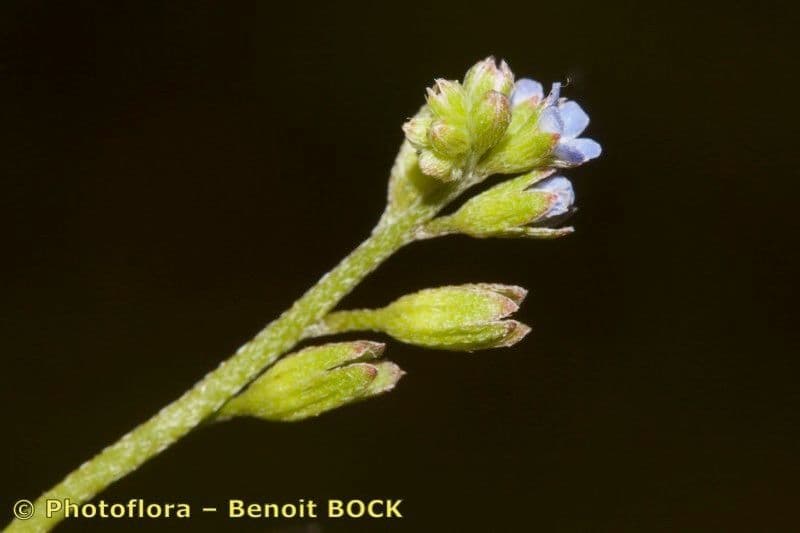 Miosotide siciliana