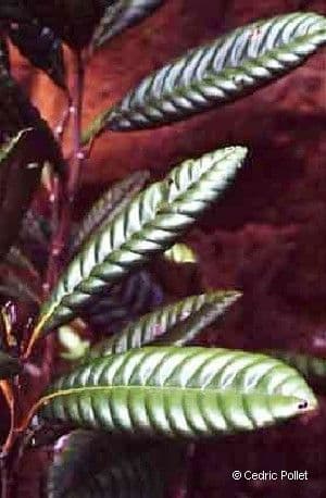 Nothofagus 8