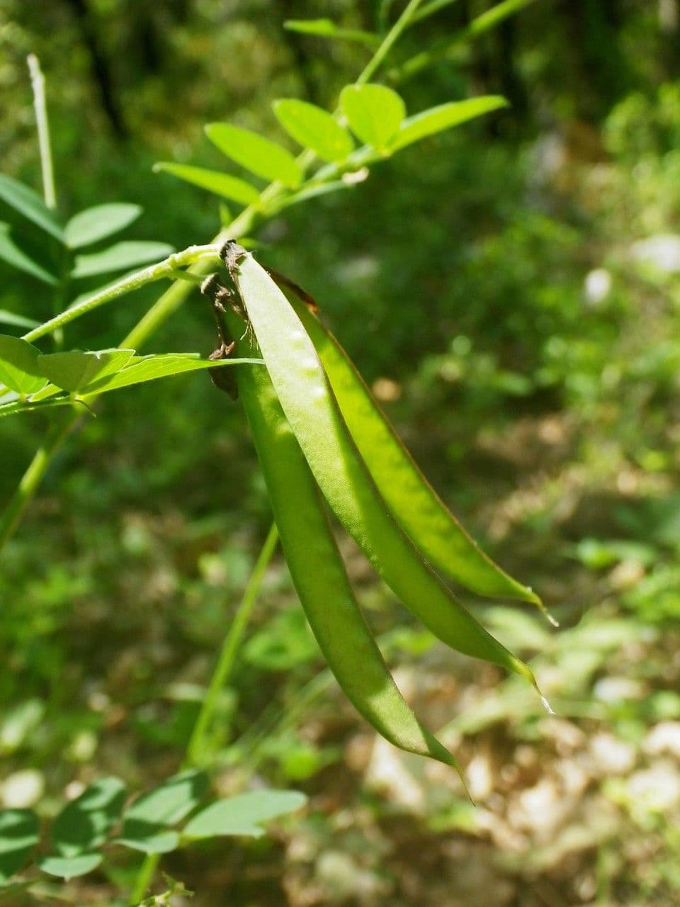 Cicerchia nera 4