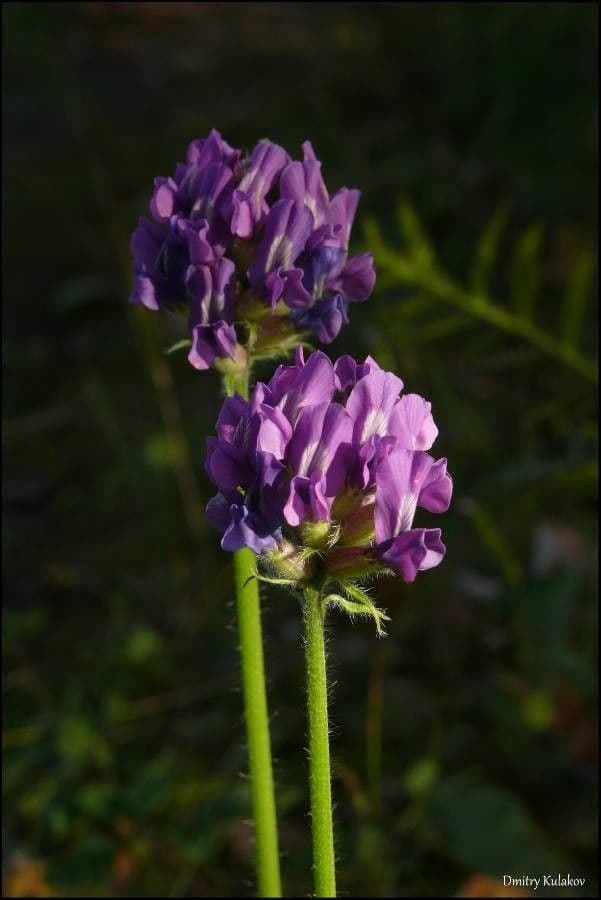 Oxytropis