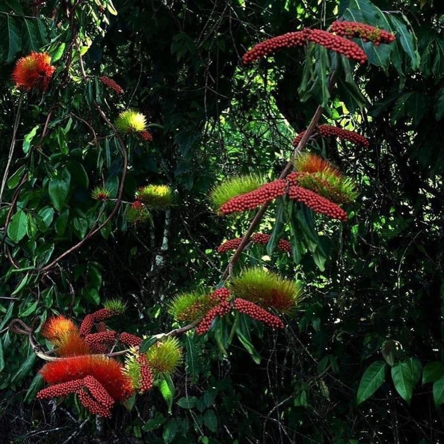 Combretum
