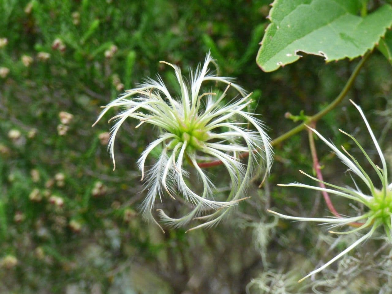 Clematide di Mauritius 4