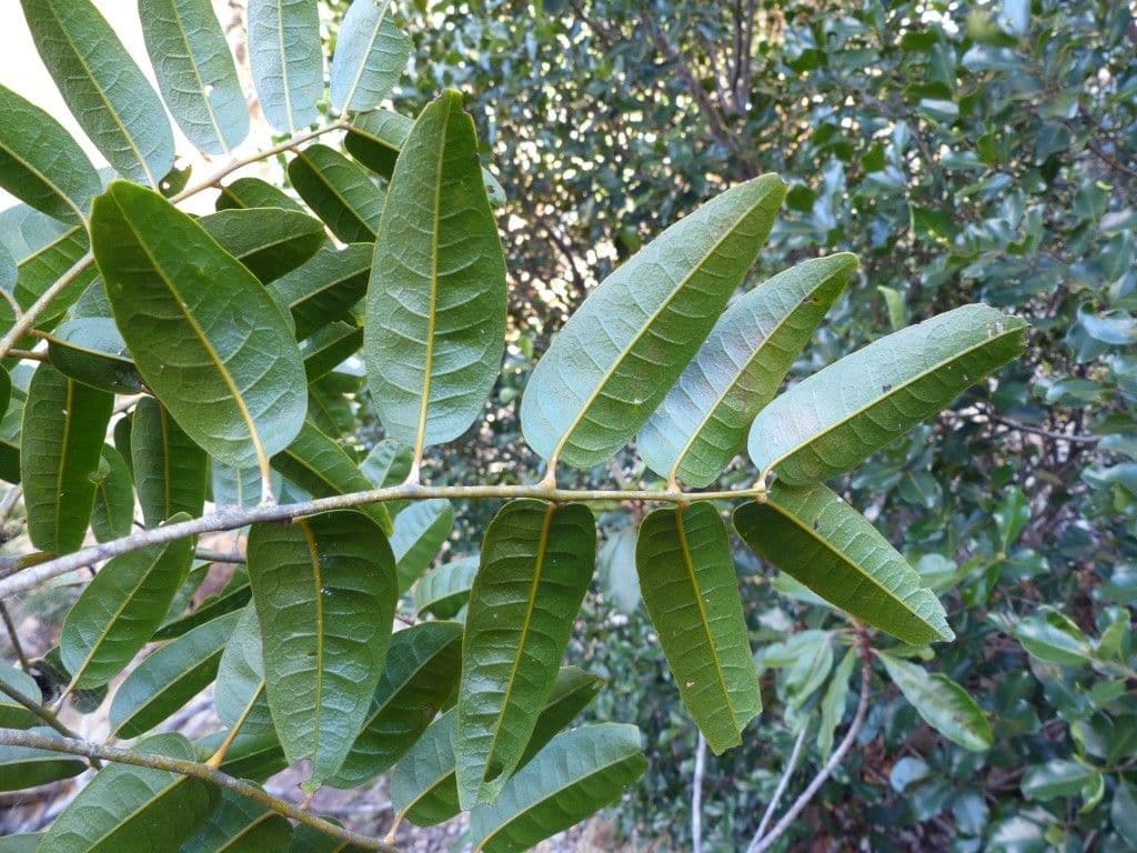 Lepidocupania 8