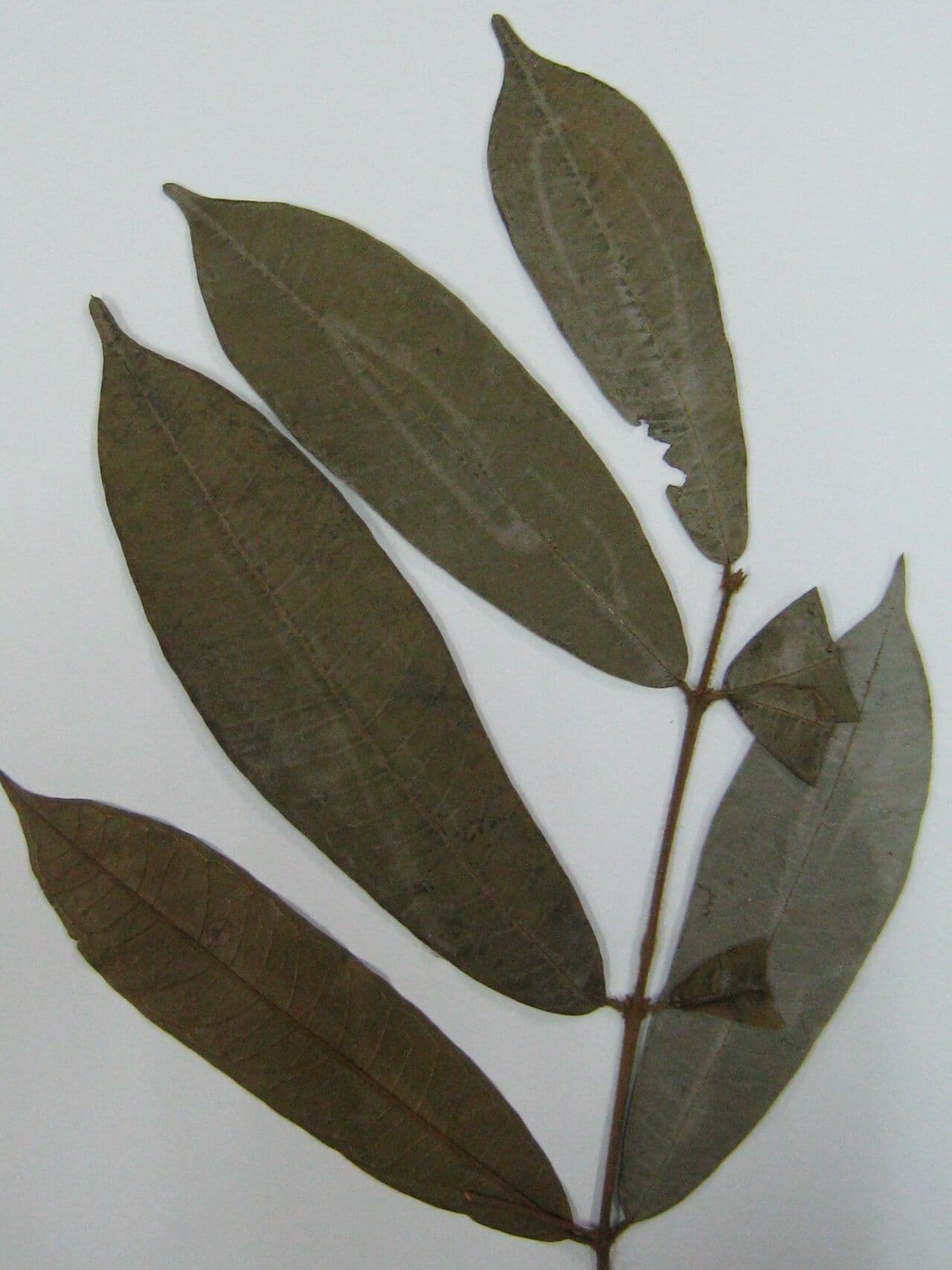 Erisma