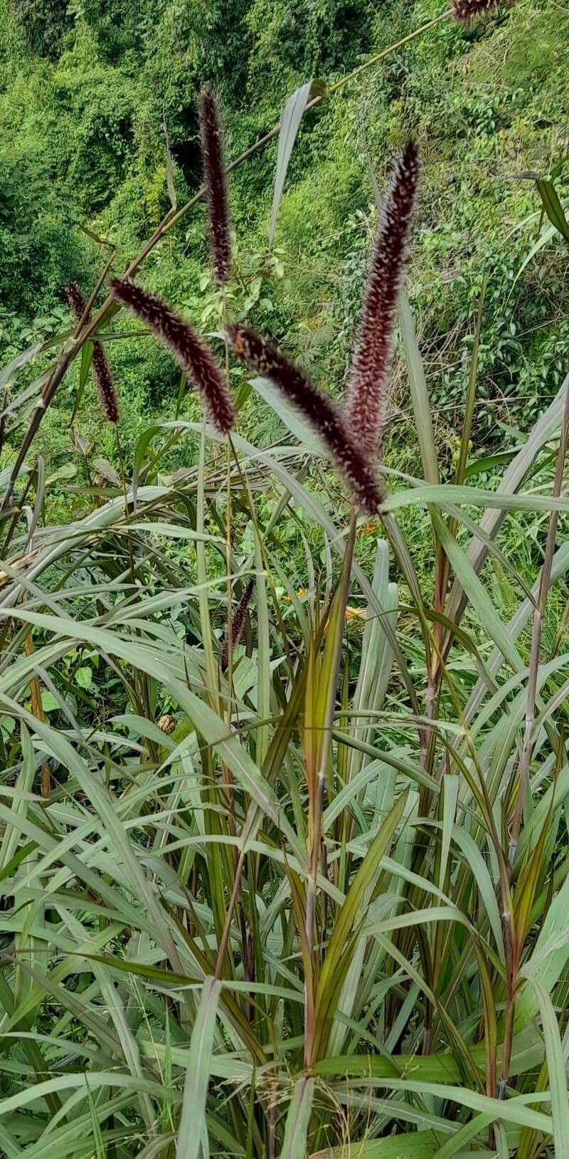 Erba fontana viola 14