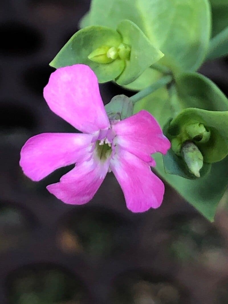 Silene