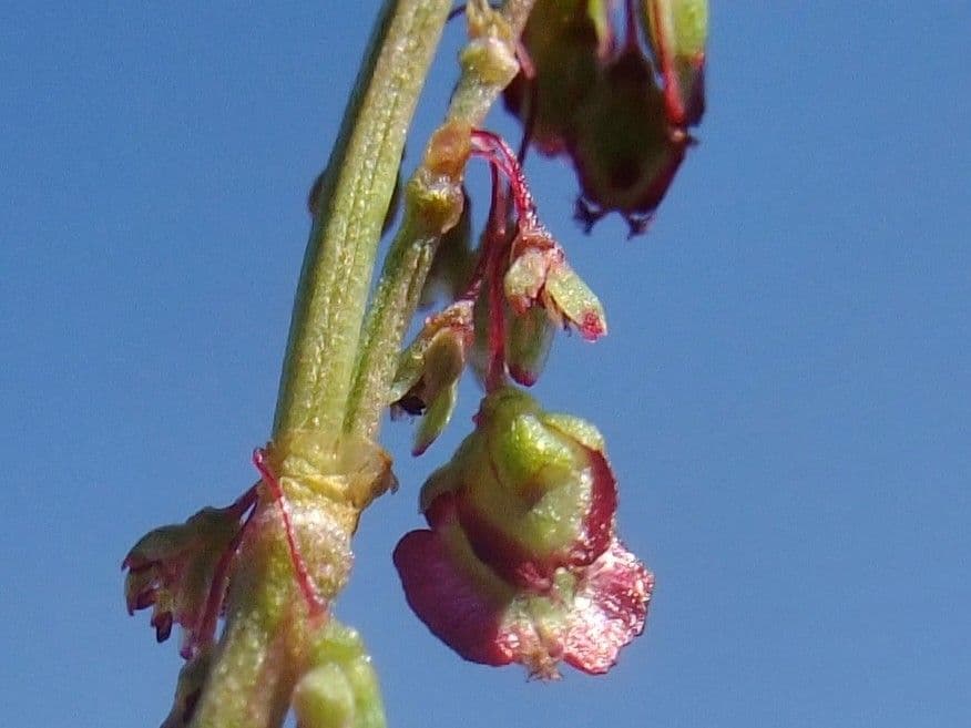 Oxiria 8