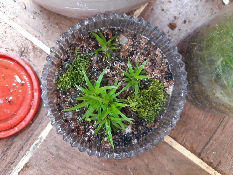 Eriocaulon 3