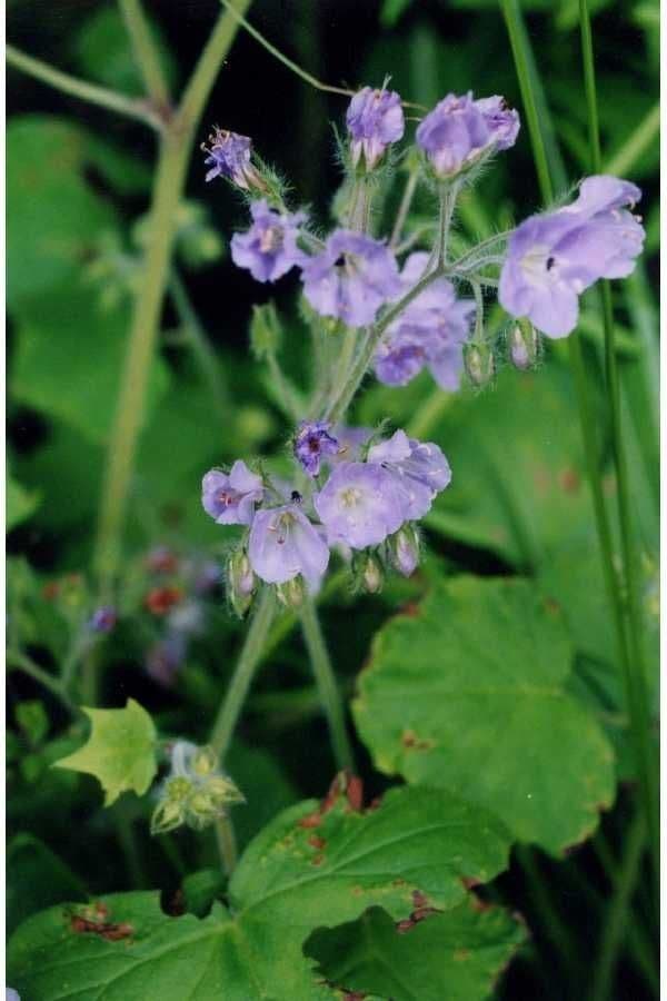 Feuille d'eau appendiculée 9
