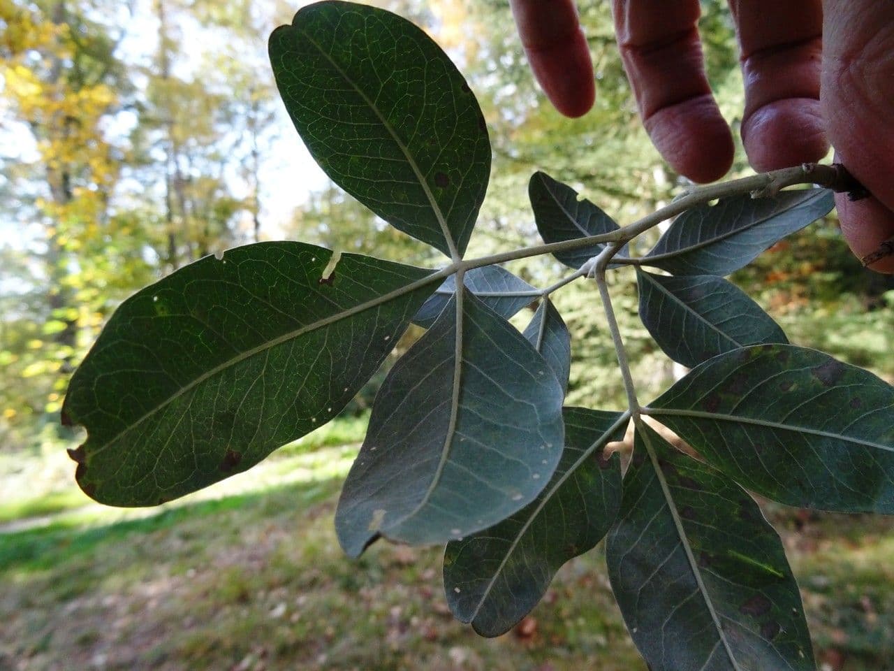 Argyrocytisus battandieri 13