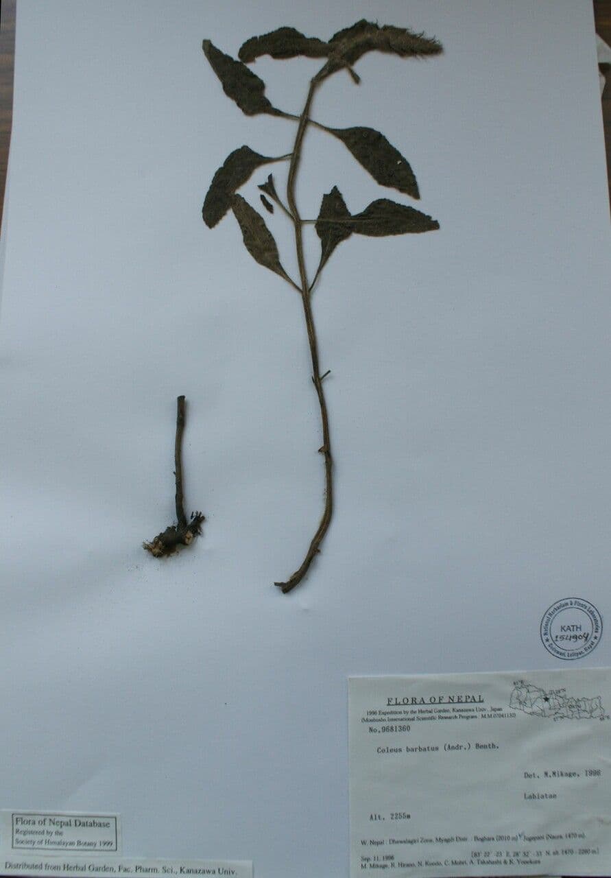 Coleus barbato 27
