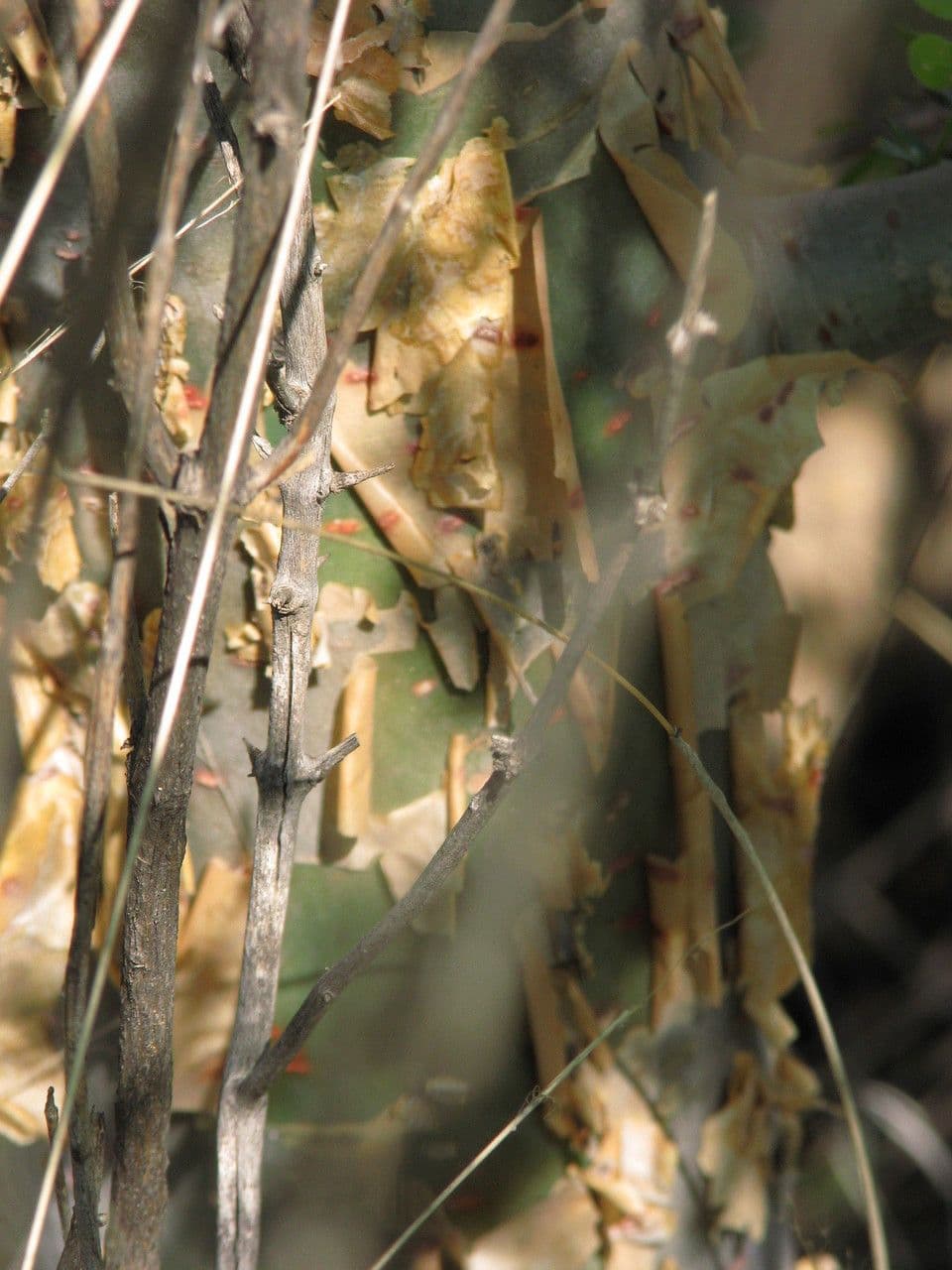 Bursera profumata 14